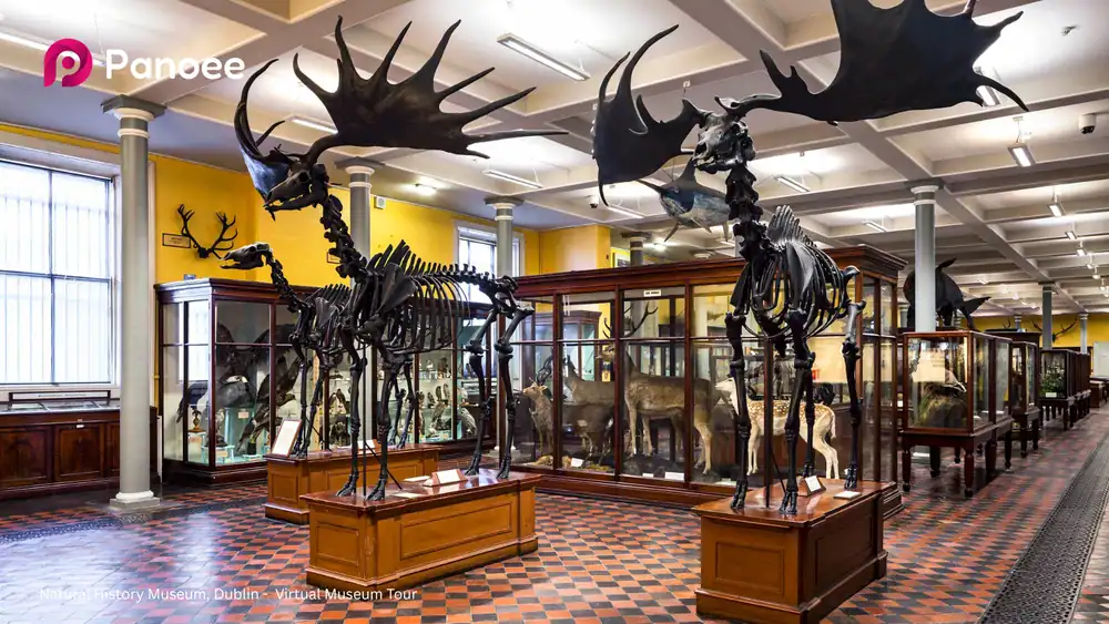 Natural History Museum, Dublin - Virtual Museum Tour